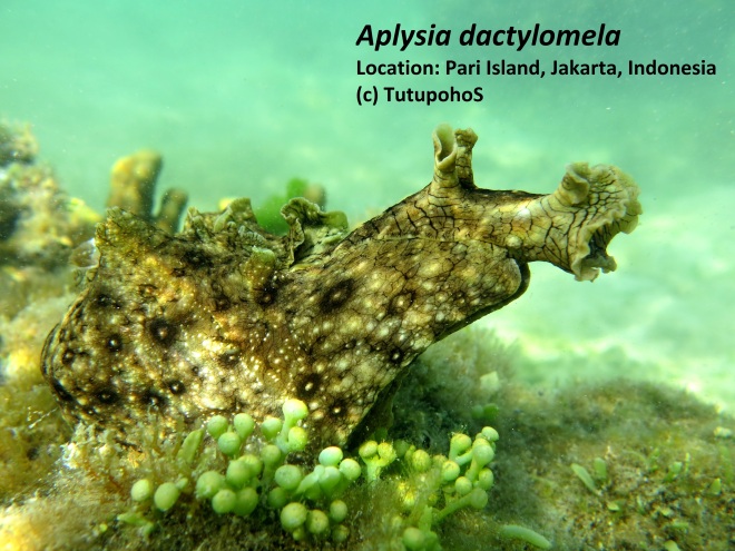 Aplysia dactylomela