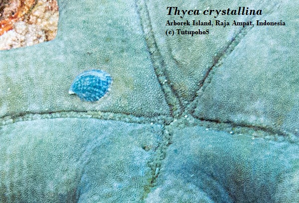 Thyca crystallina